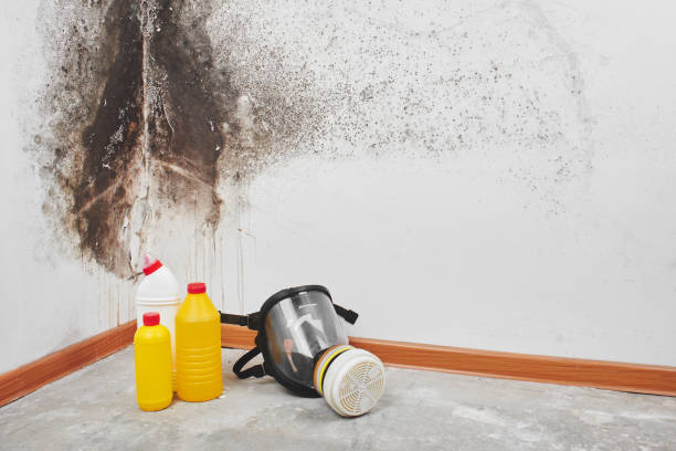 Mold Removal Process in Forest Ranch, CA