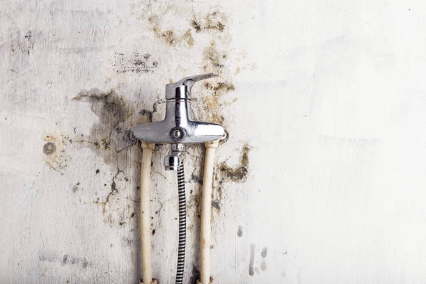 Best Commercial Mold Removal  in Forest Ranch, CA