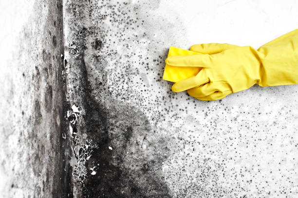 Best Water Damage Restoration  in Forest Ranch, CA