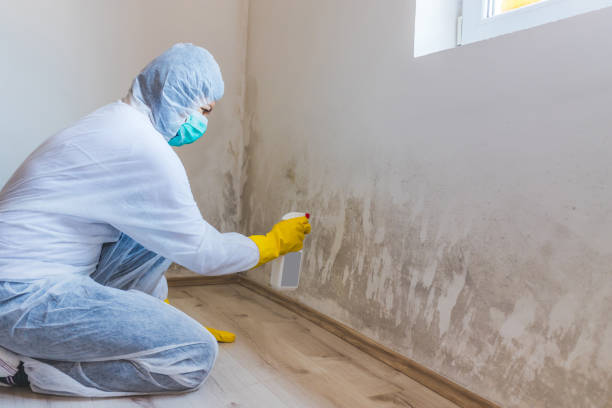 Professional Mold Removal in Forest Ranch, CA