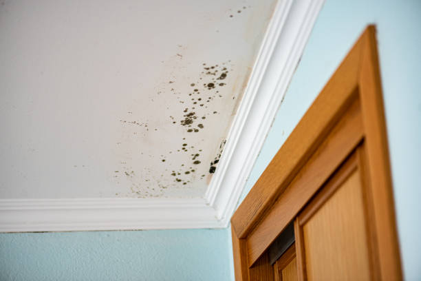 Best Mold Removal Company Near Me  in Forest Ranch, CA