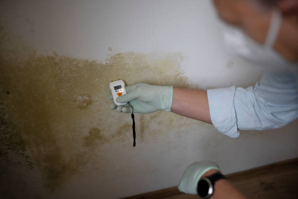 Best Attic Mold Removal  in Forest Ranch, CA