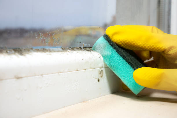 Trusted Forest Ranch, CA Mold Removal Experts