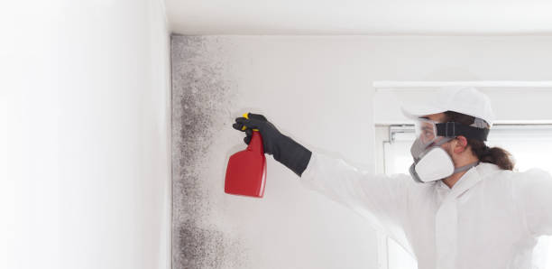 Best Attic Mold Removal  in Forest Ranch, CA