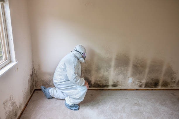 Best Residential Mold Removal  in Forest Ranch, CA