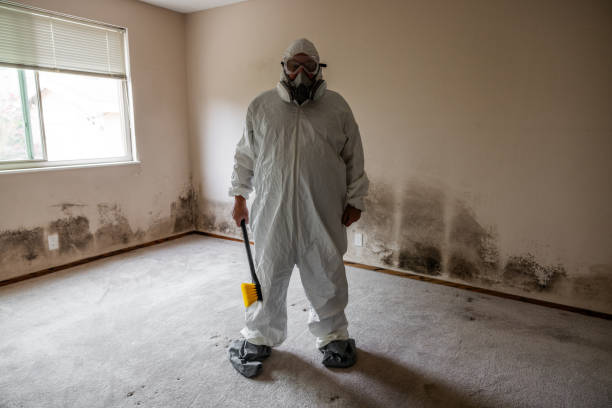 Best Toxic Mold Removal  in Forest Ranch, CA