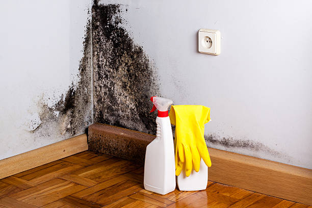Office Mold Removal Services in Forest Ranch, CA