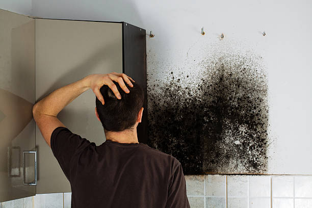 Best Mold Removal and Inspection  in Forest Ranch, CA