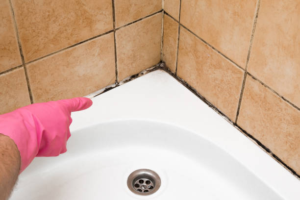 Best Mold Cleaning Services  in Forest Ranch, CA